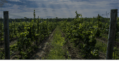 Desktop Screenshot of lighthallvineyards.com